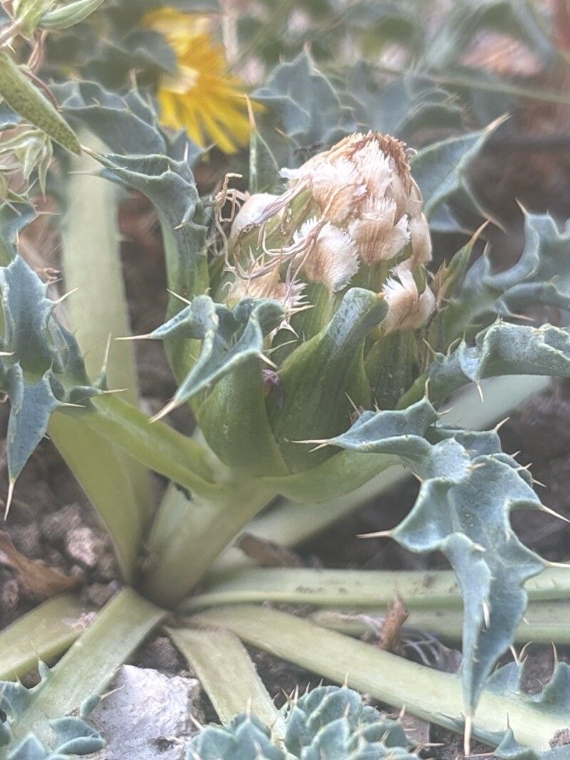 Carthamus matritensis flower