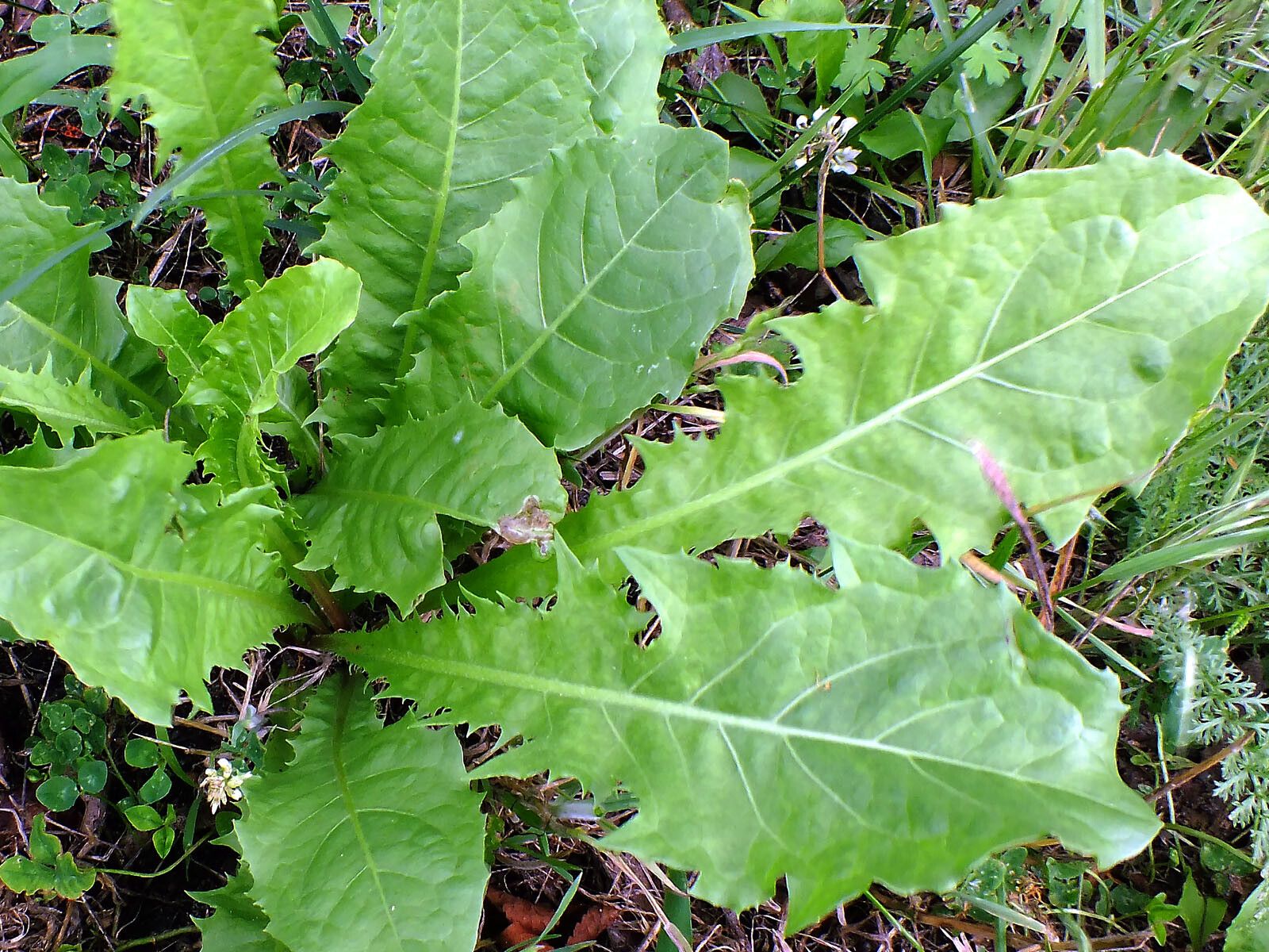 Taraxacum mongolicum — search result for 'Taraxacum'
