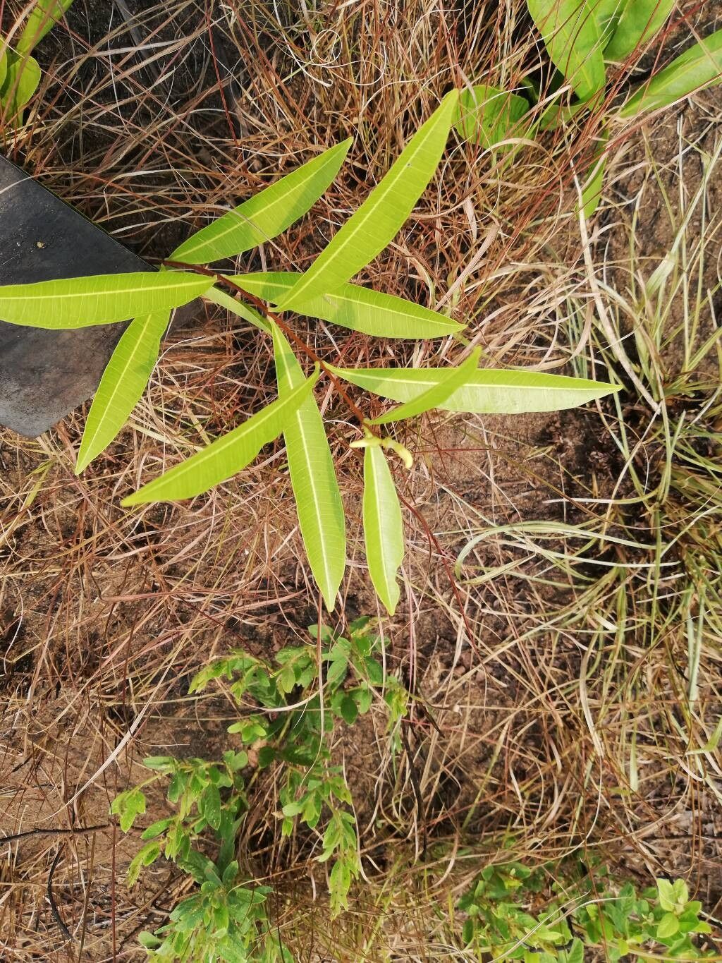 Landolphia lanceolata — houseplant care guide