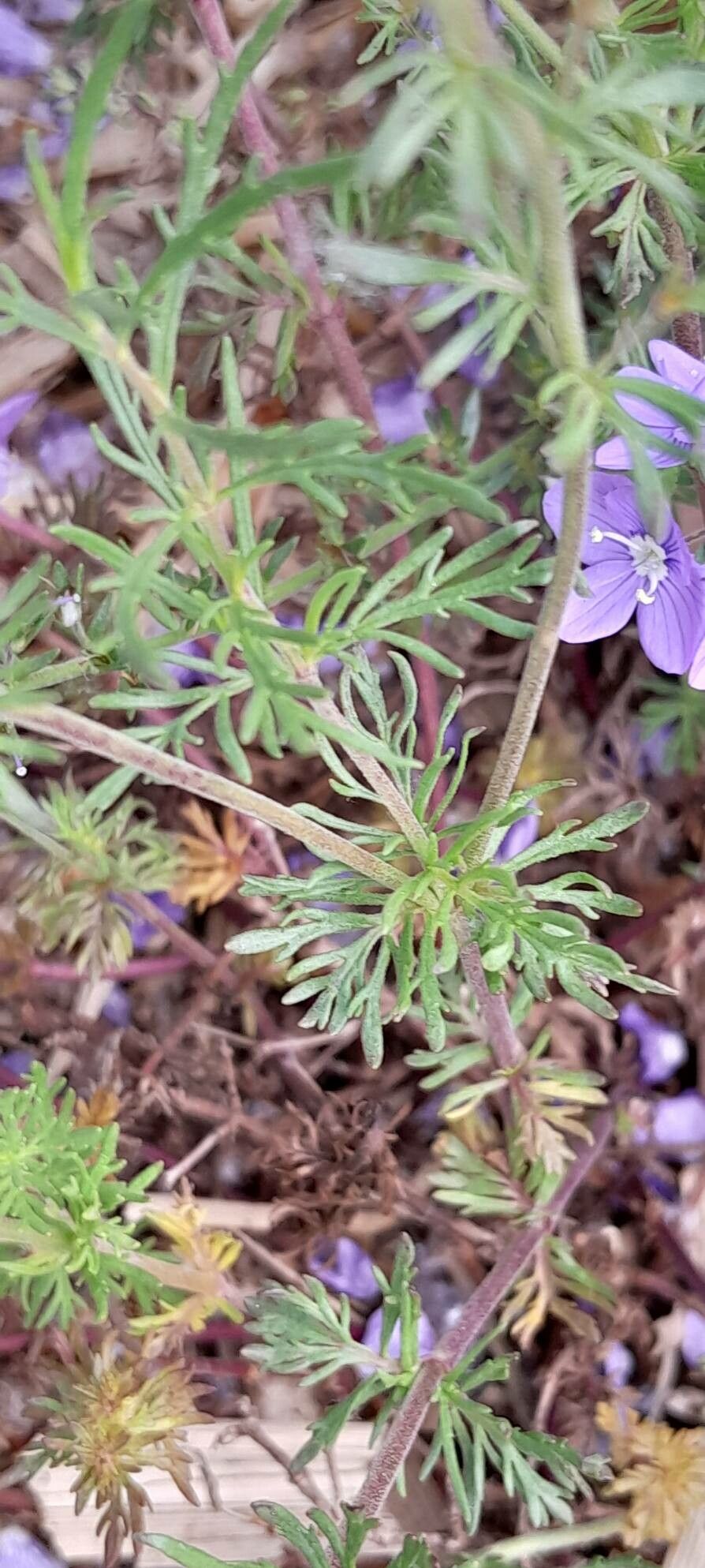 Veronica armena — houseplant care guide