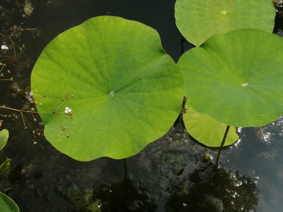 Nelumbo nucifera leaf