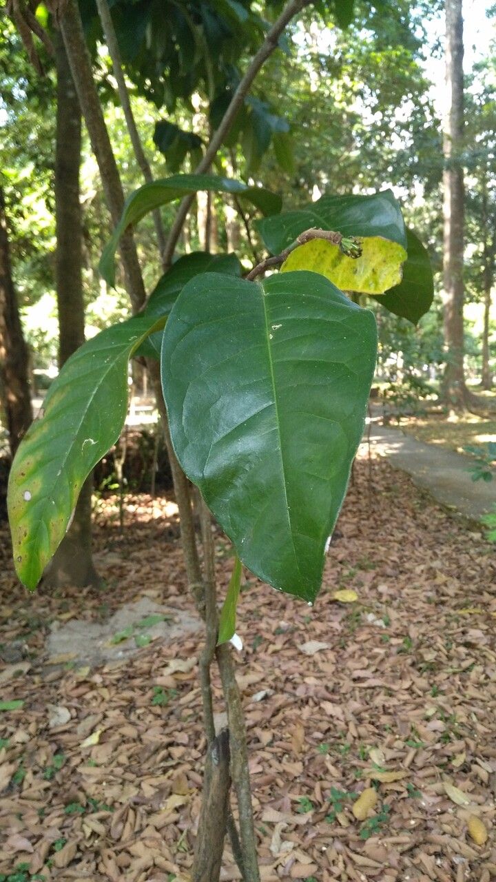 Gnetum gnemon leaf