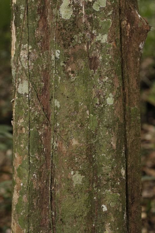 Pouteria gonggrijpii bark