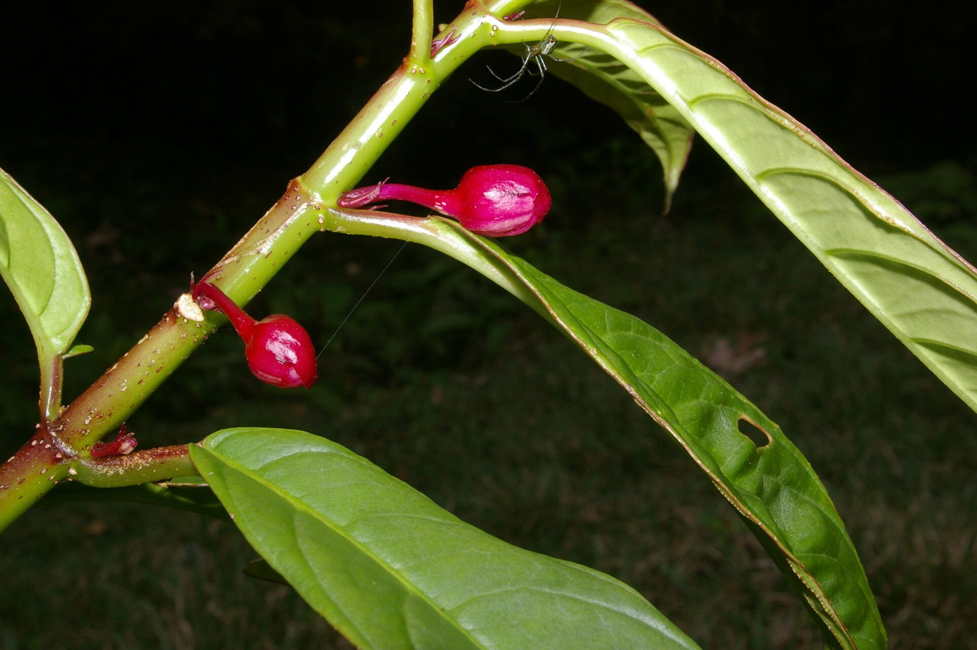 Drymonia stenophylla fruit