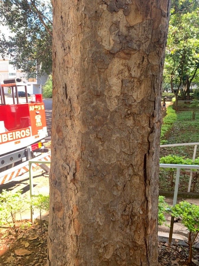 Ficus salicifolia bark