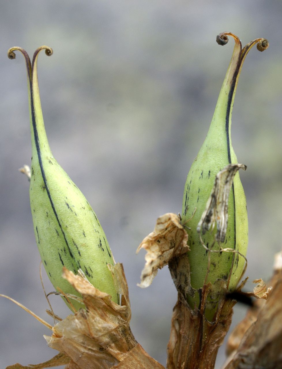 Gentiana purpurea fruit