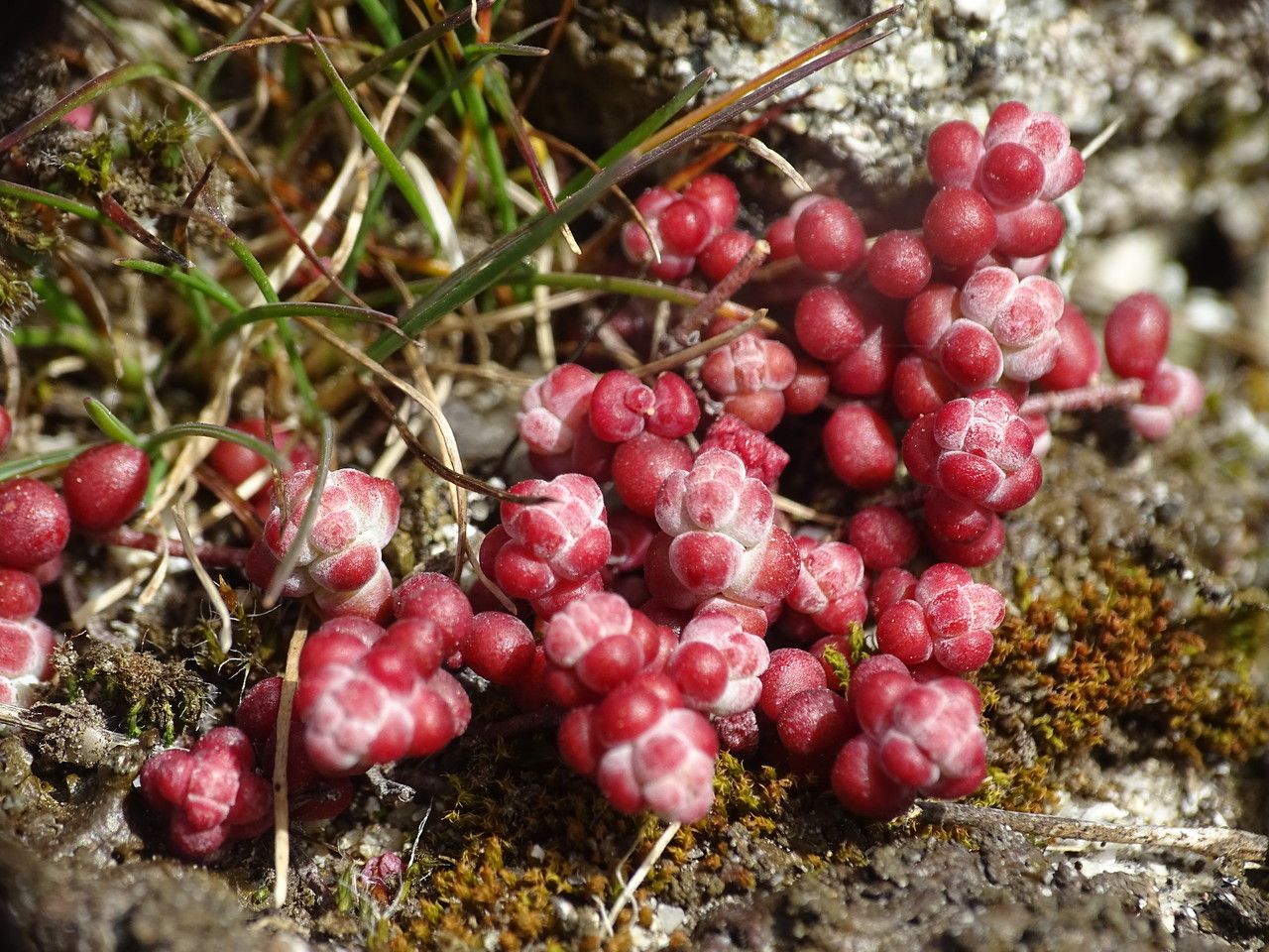 Sedum brevifolium fruit