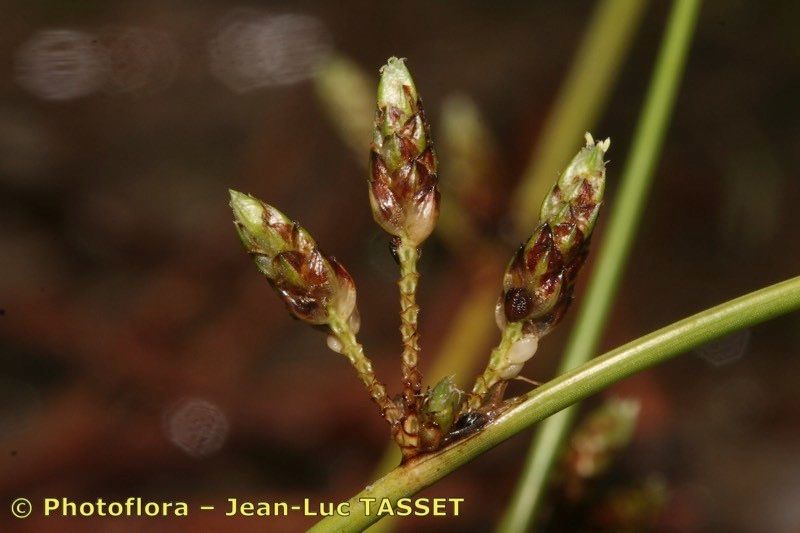 Schoenoplectus supinus fruit