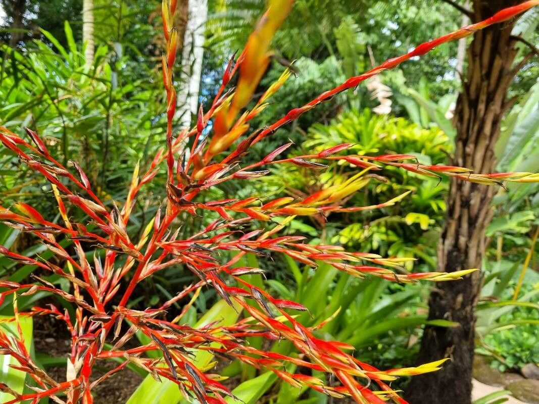 Aechmea blanchetiana other
