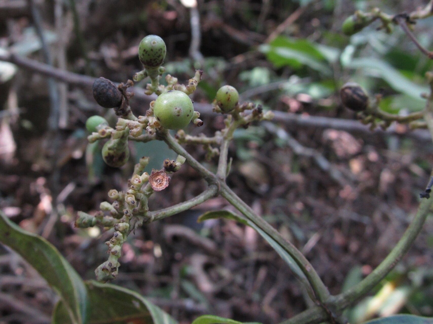 Gaertnera paniculata fruit