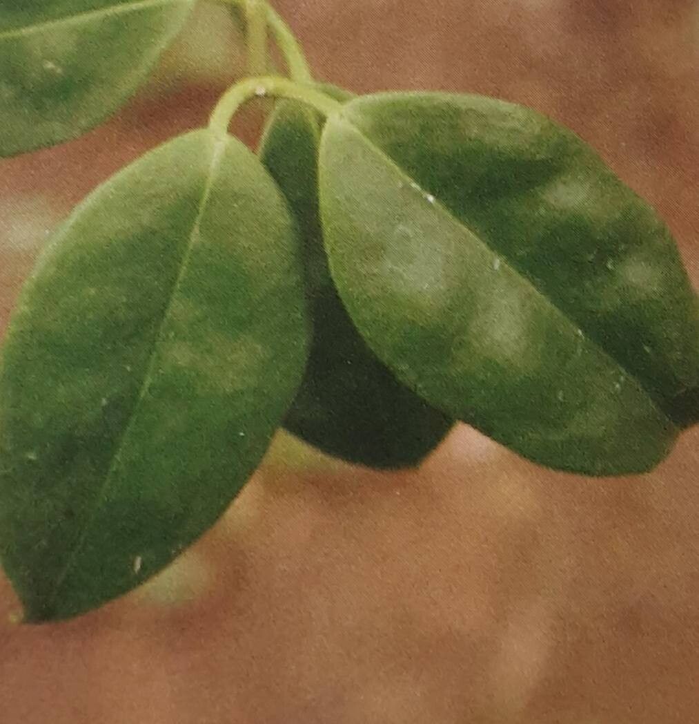 Hoya paziae — search result for 'Hoya'