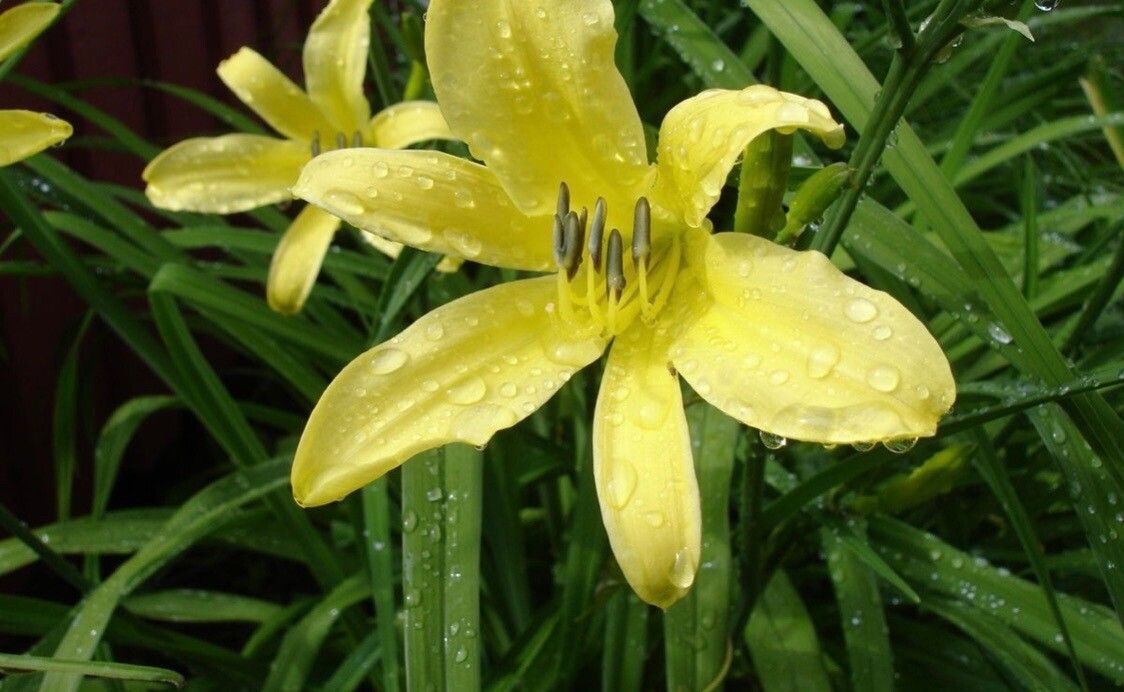 Hemerocallis citrina
