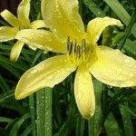 Hemerocallis citrina