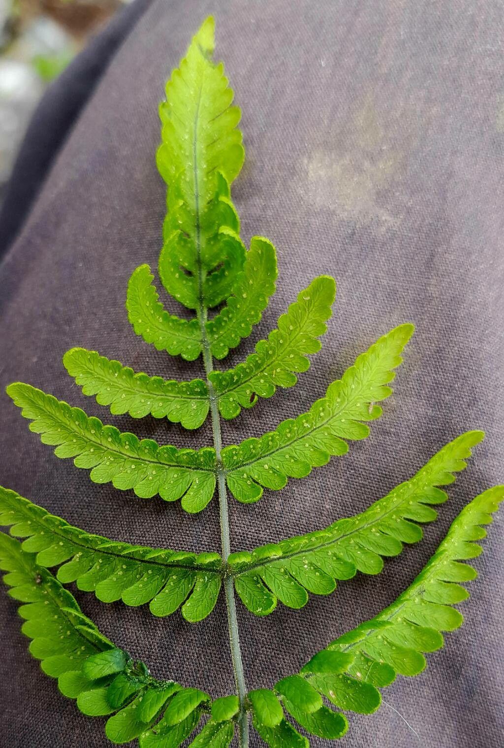 Gymnocarpium robertianum flower