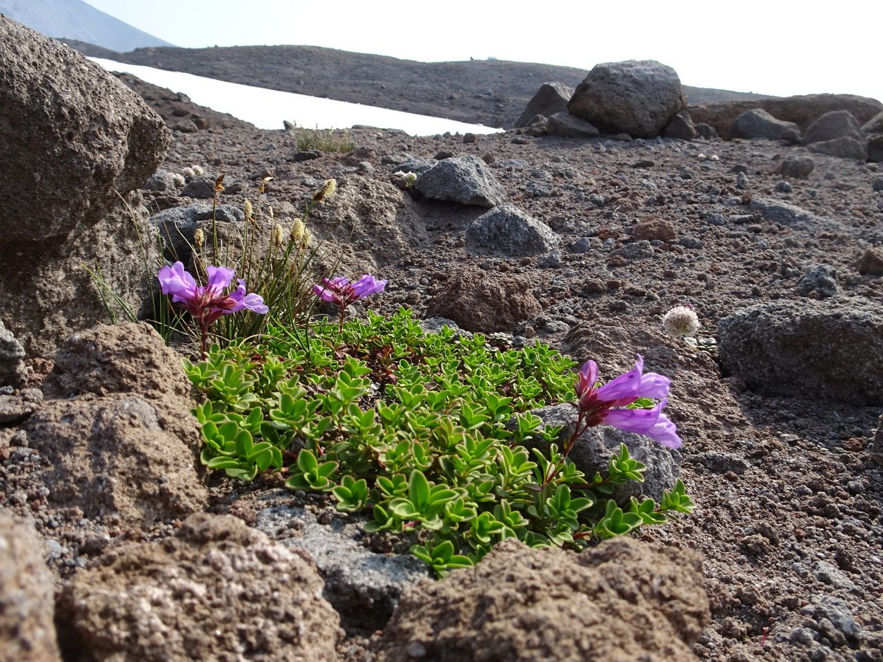 Penstemon davidsonii habit