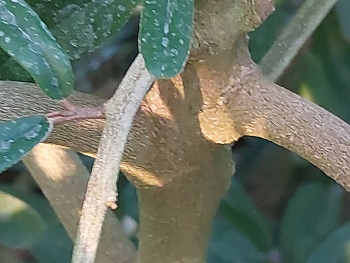 Morisonia salicifolia bark