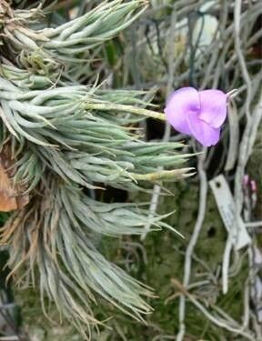 Tillandsia kirschnekii habit