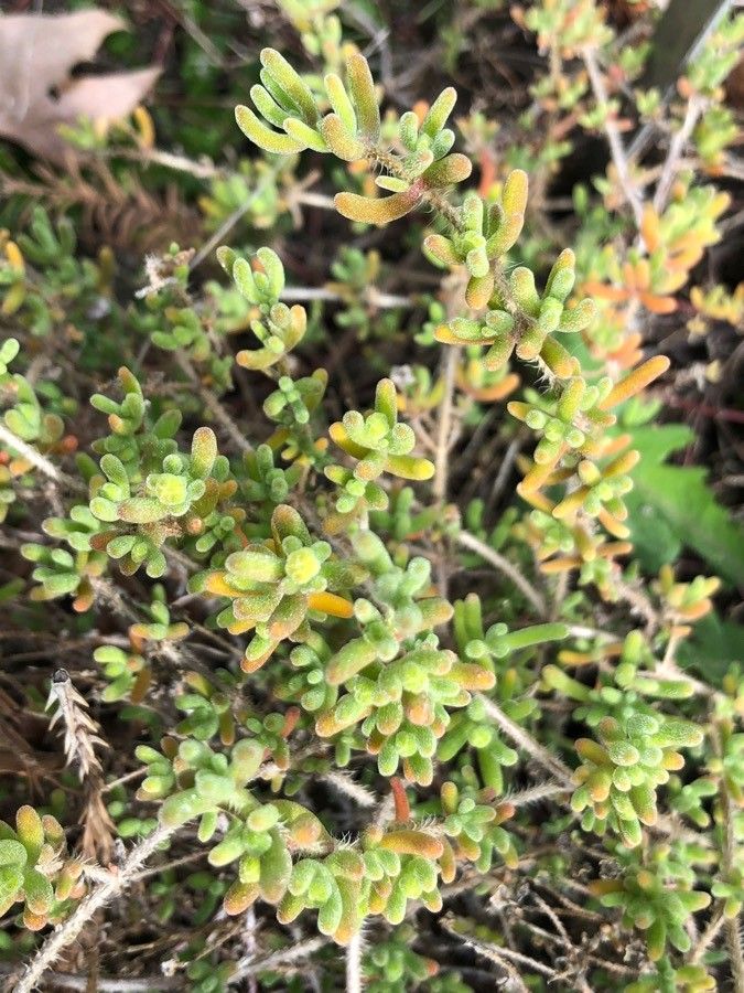 Lampranthus stenopetalus — houseplant care guide