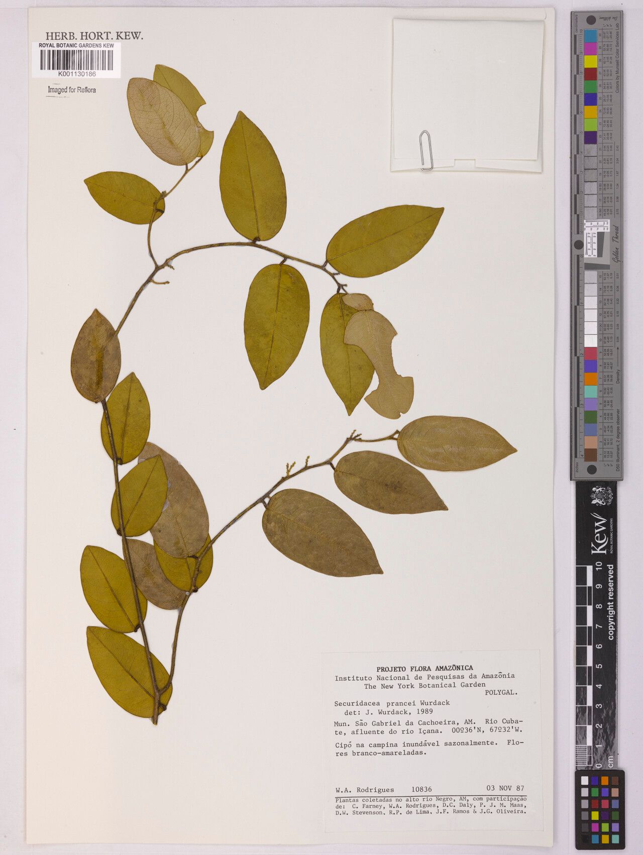 Securidaca prancei leaf