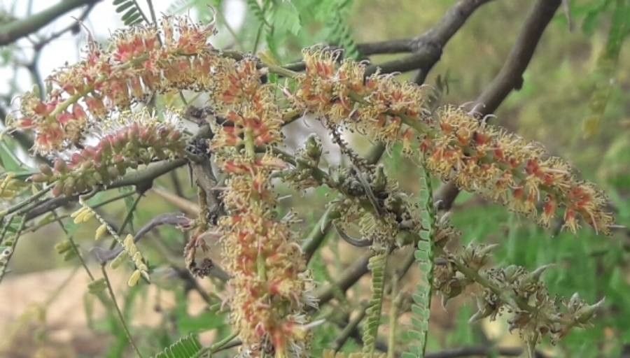 Prosopis nigra flower