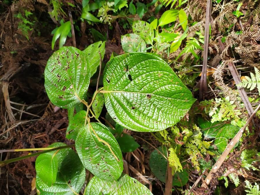 Cryptocarya macrocarpa — houseplant care guide