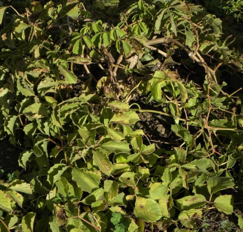 Cyphostemma natalitium — search result for 'Cyphostemma'