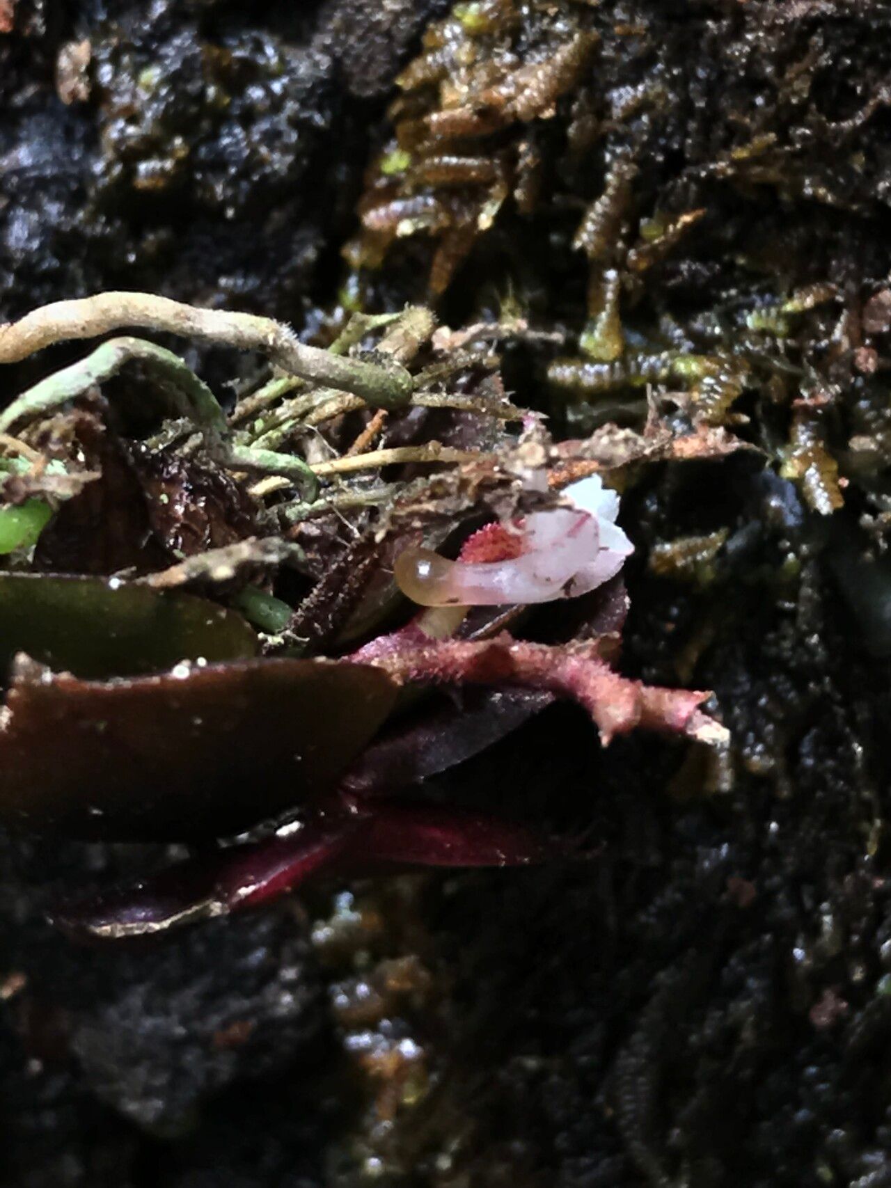 Angraecum rubellum flower