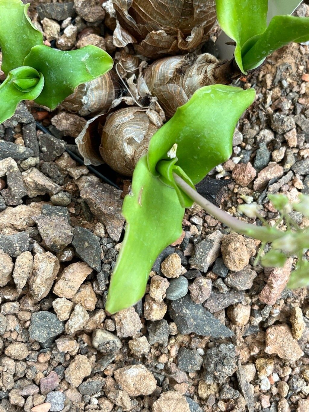 Ledebouria nitida — search result for 'Ledebouria'