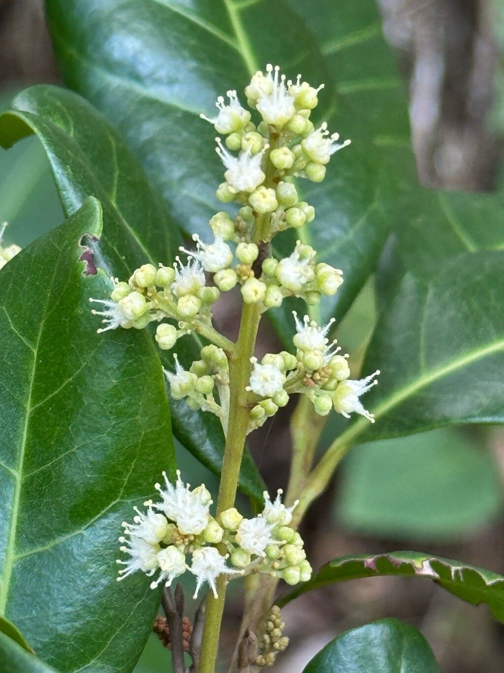 Cupania emarginata flower