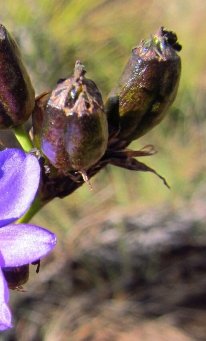 Aristea ecklonii fruit