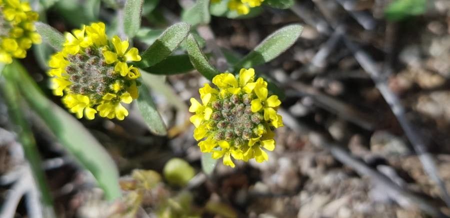 Alyssum alpestre flower