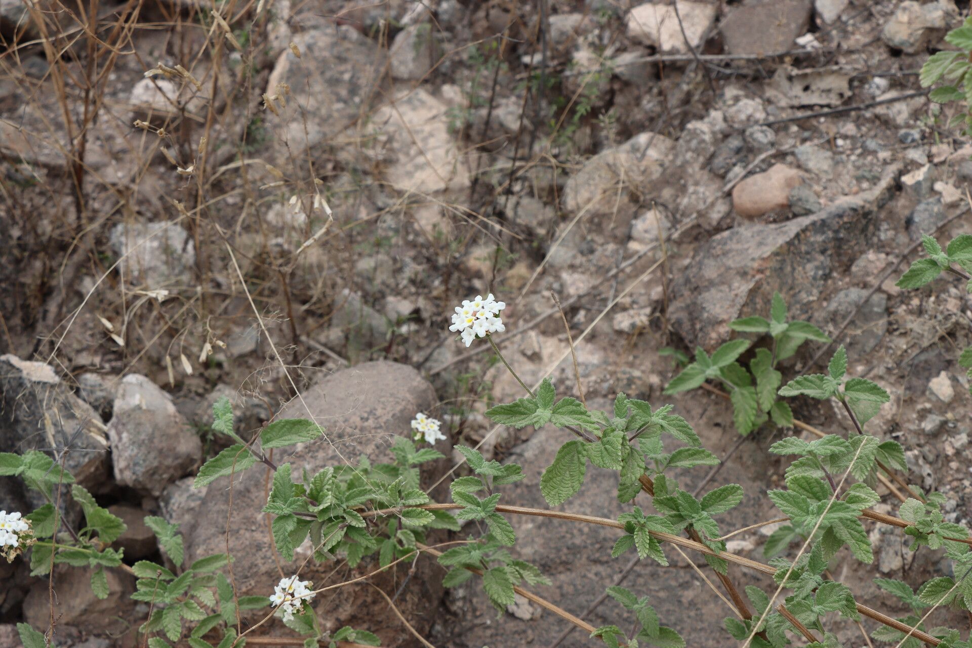 Lantana sprucei flower