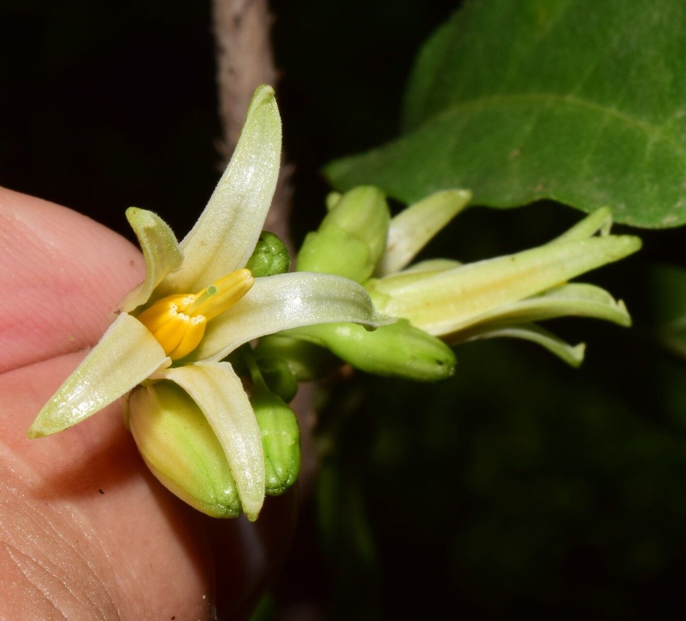 Solanum bicorne flower