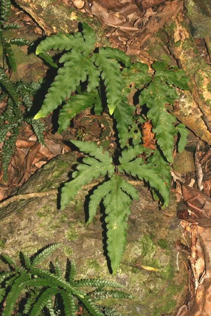 Tectaria moorei habit