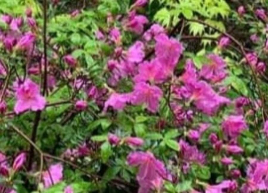 Rhododendron albrechtii — houseplant care guide