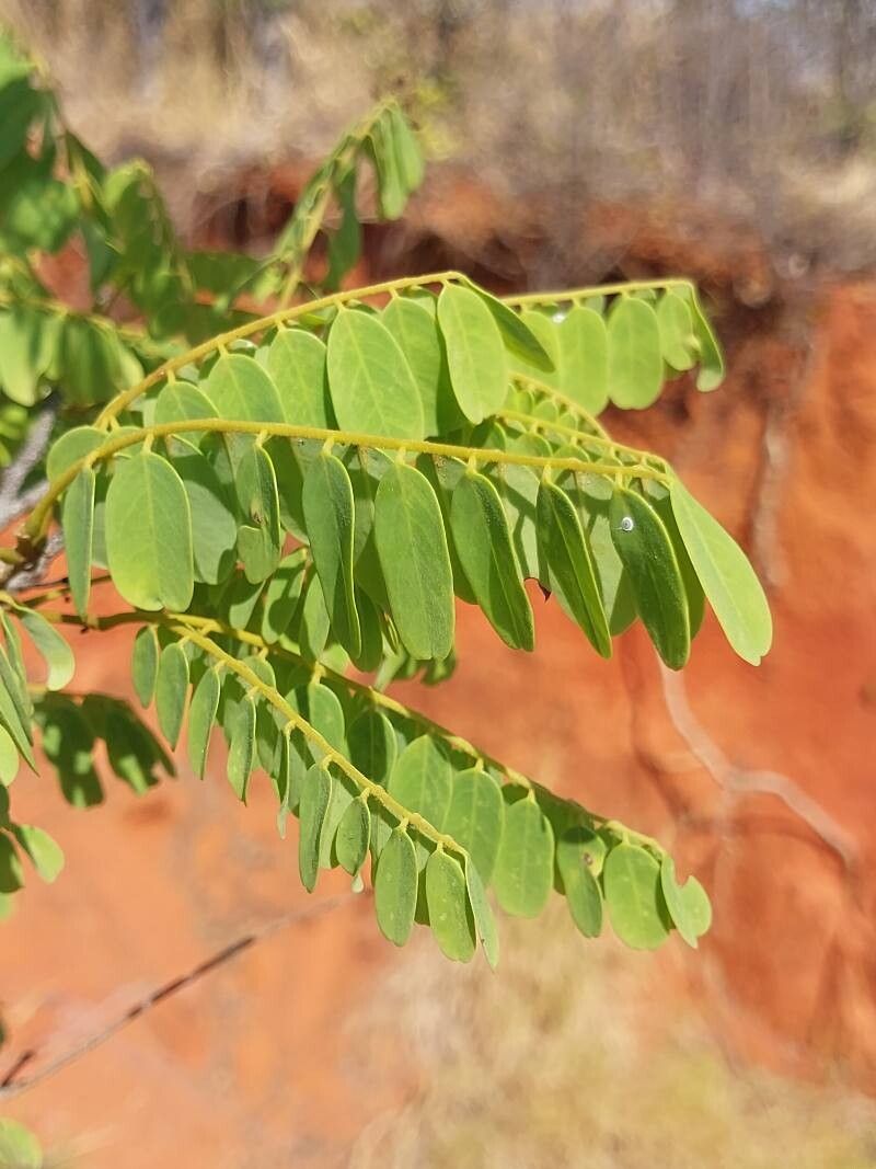 Dalbergia trichocarpa — search result for 'Dalbergia'