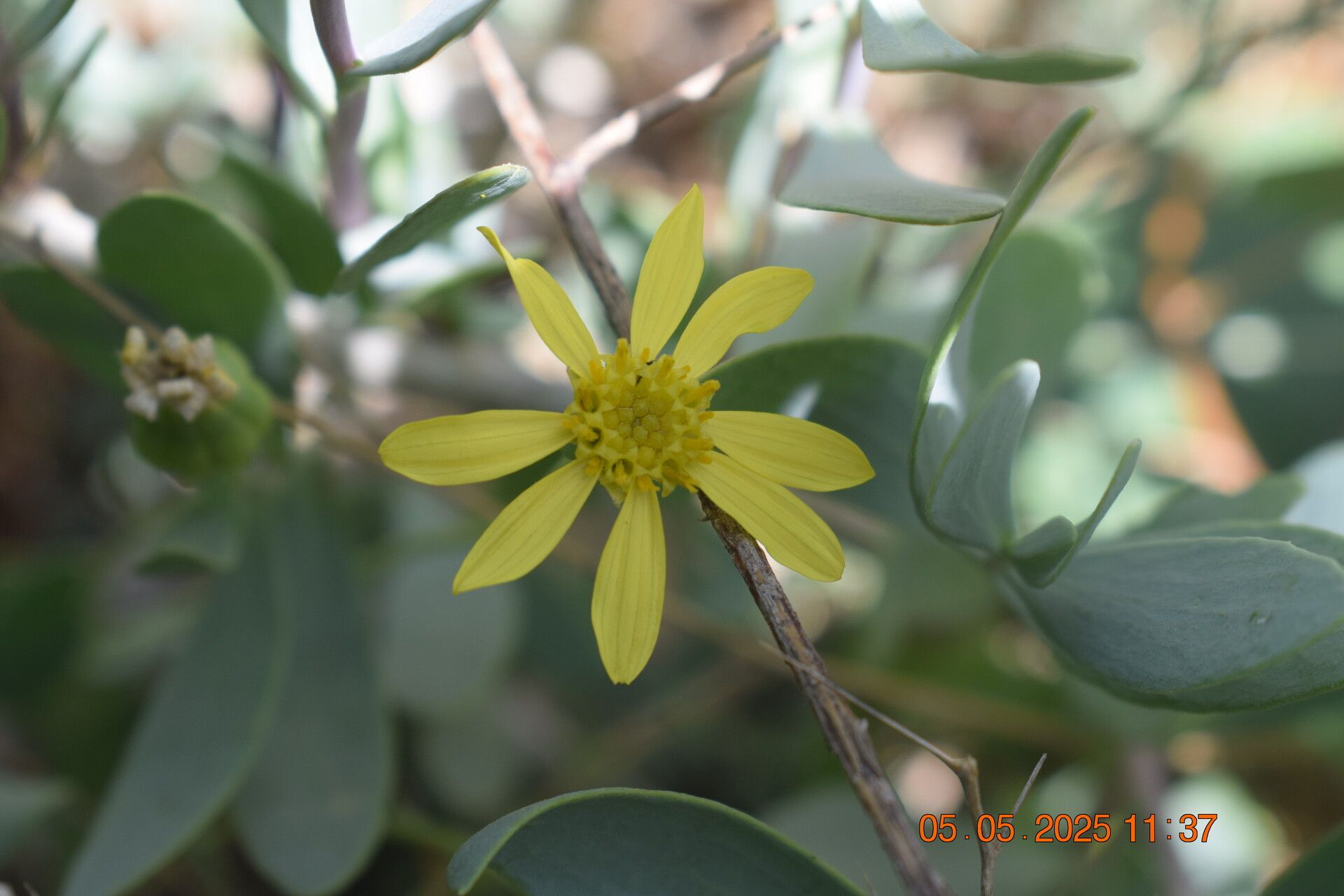 Hertia intermedia flower