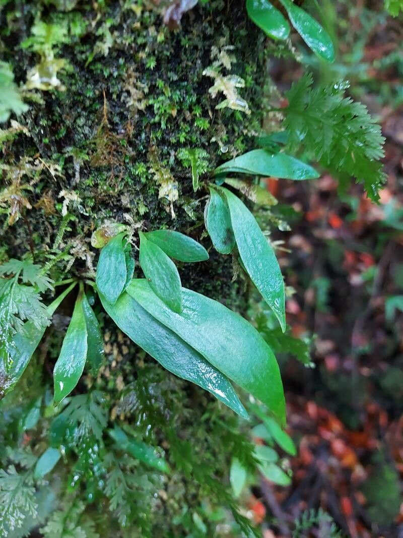 Antrophyum immersum leaf