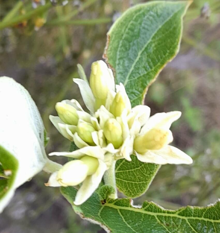 Mandevilla pentlandiana flower