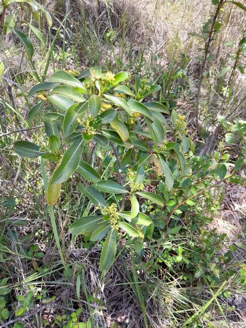 Psychotria isalensis habit