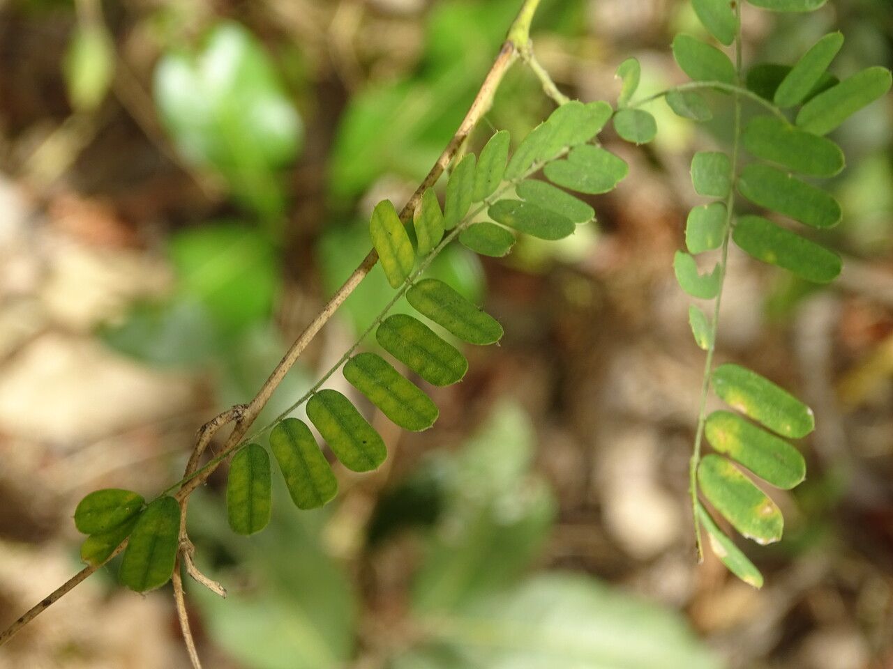 Abrus precatorius leaf