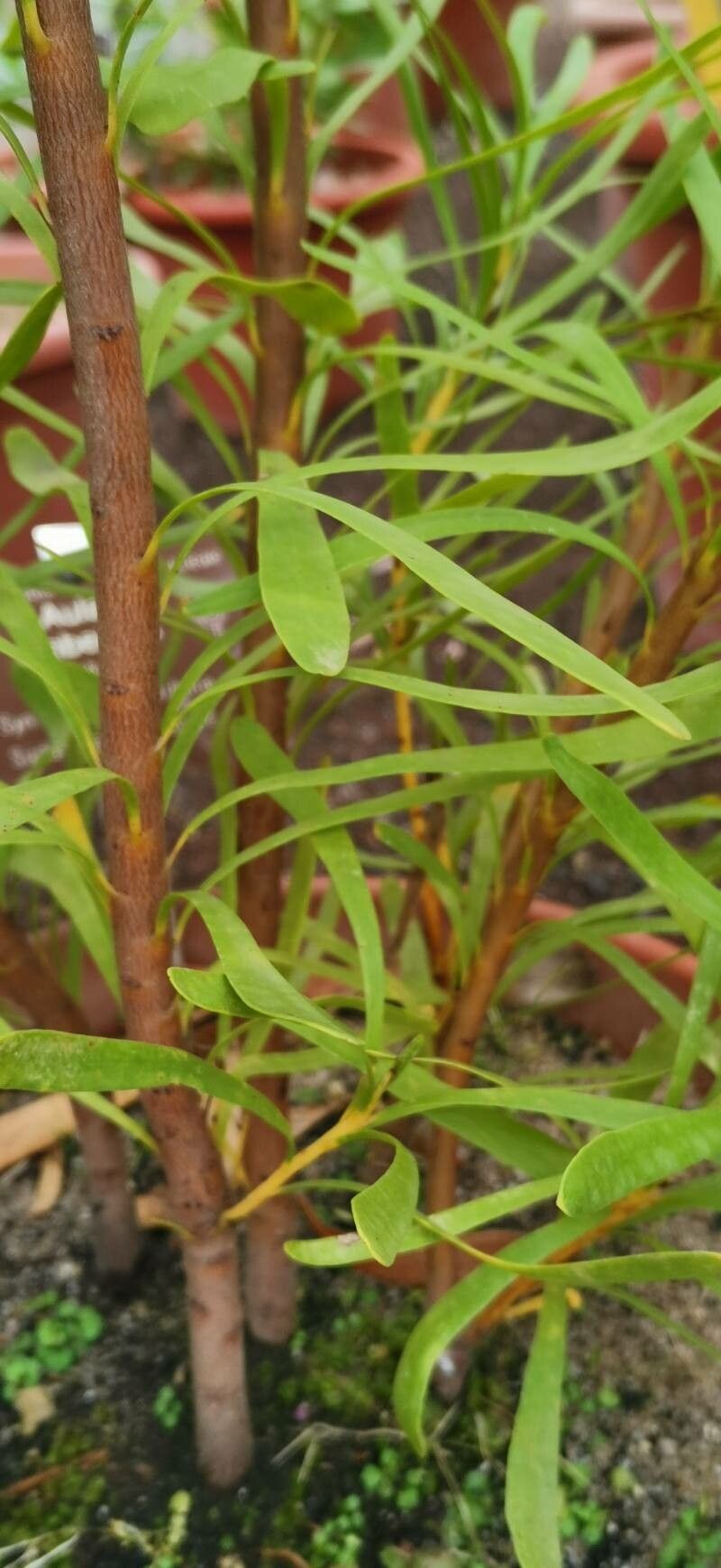Aulax umbellata bark