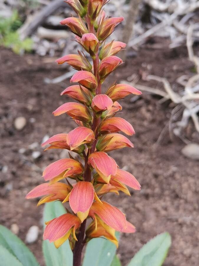 Digitalis canariensis flower