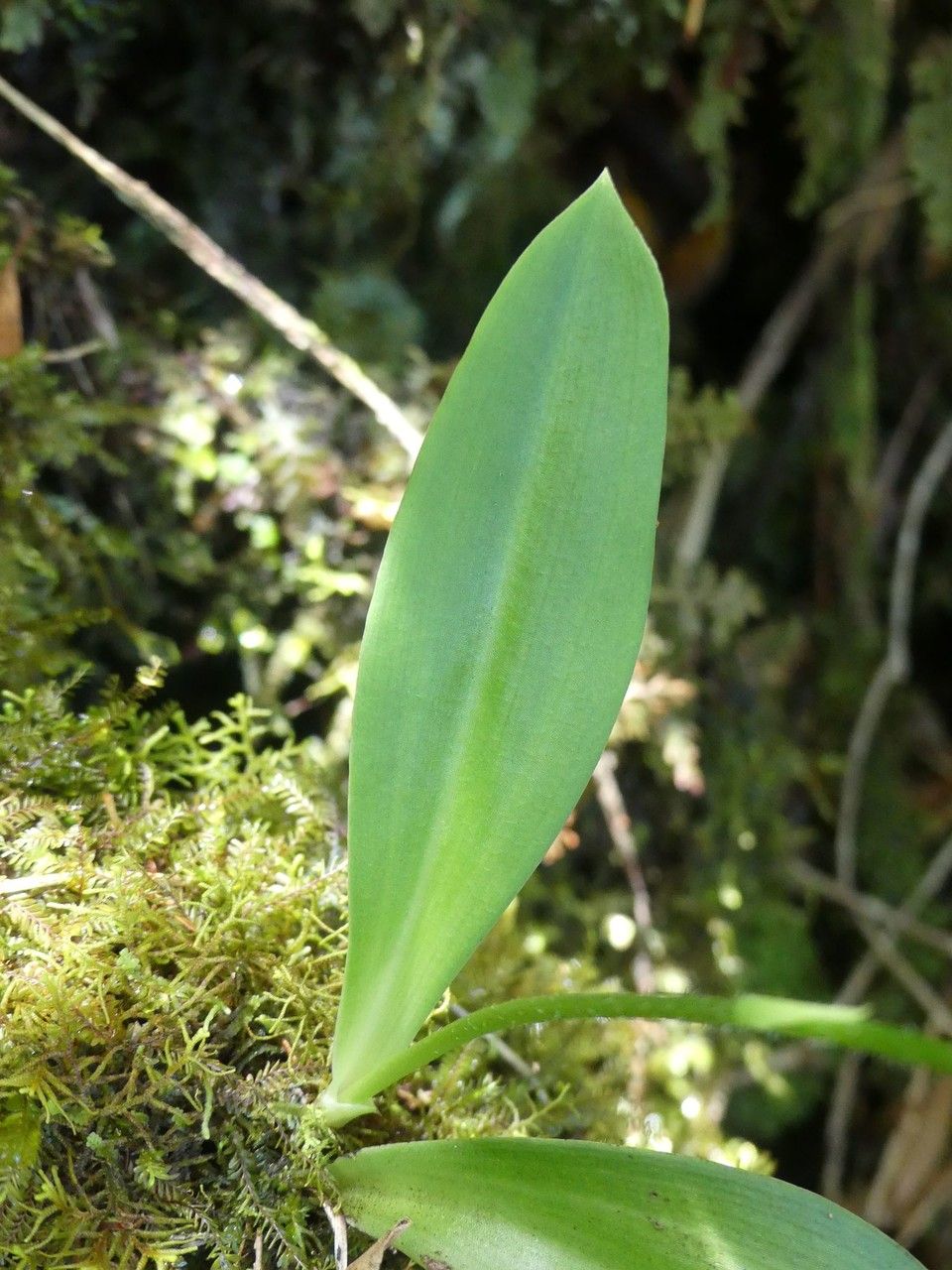 Cynorkis inermis — houseplant care guide