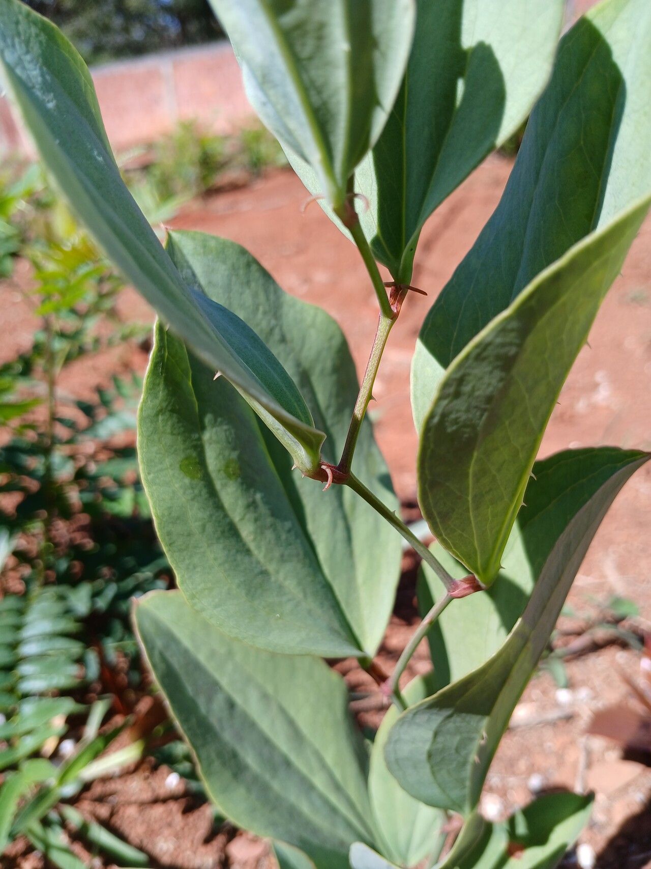 Smilax goyazana bark