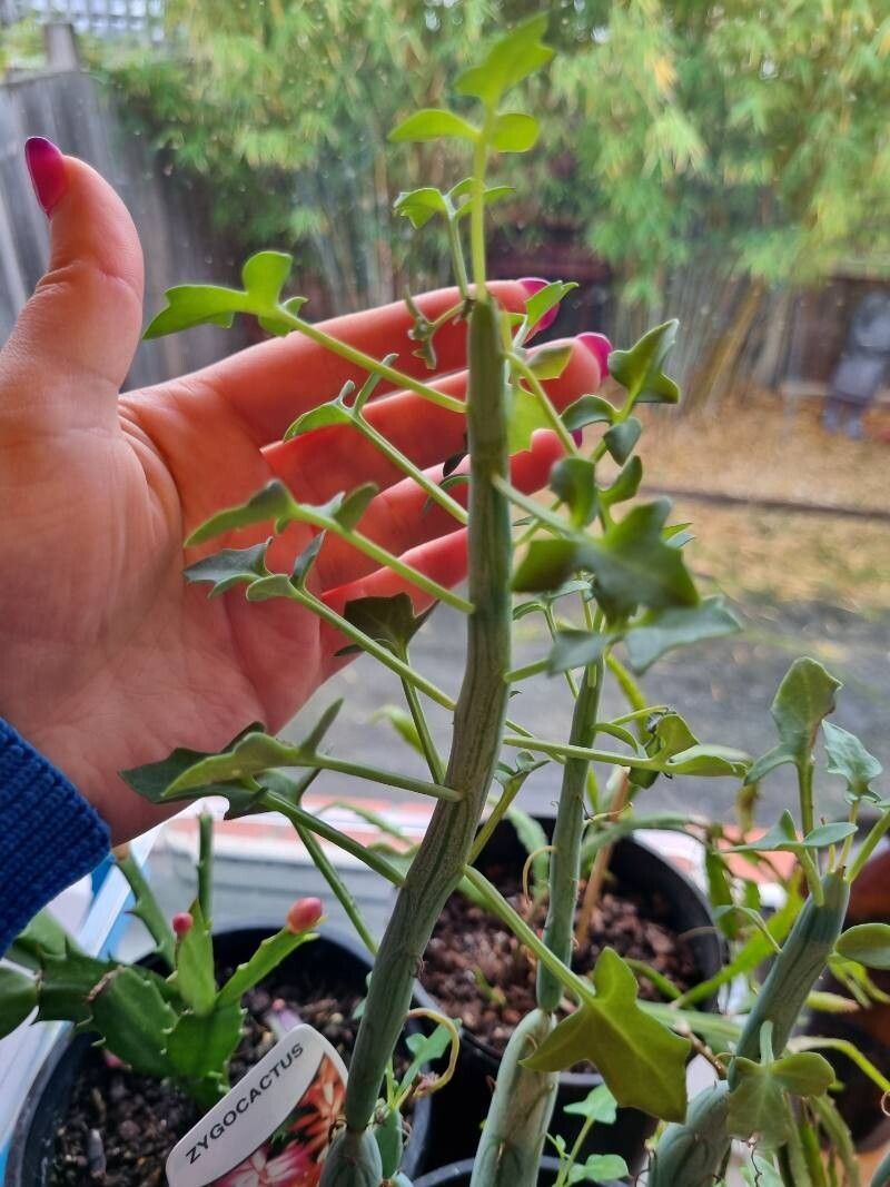Baculellum articulatum flower