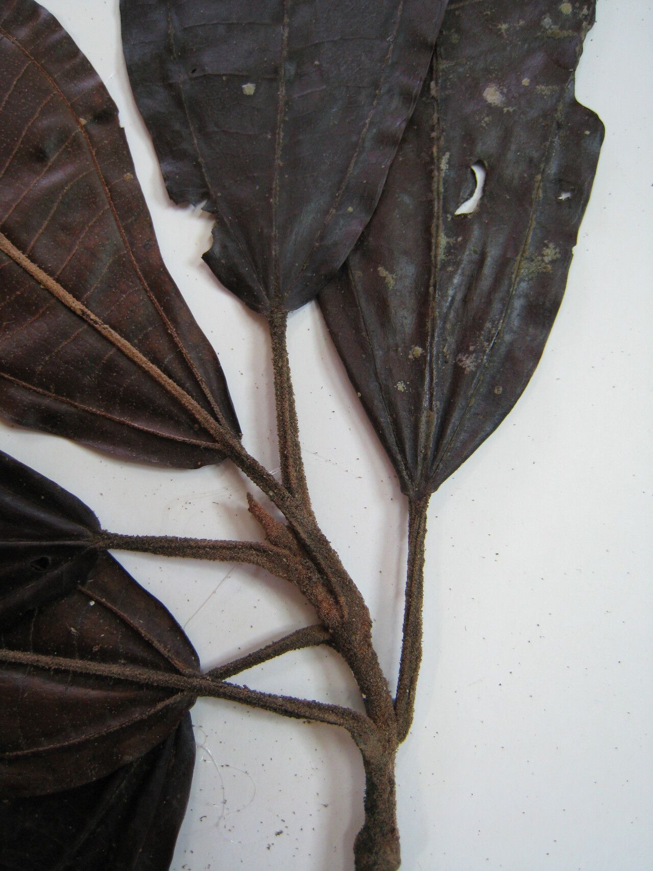 Miconia ruficalyx other