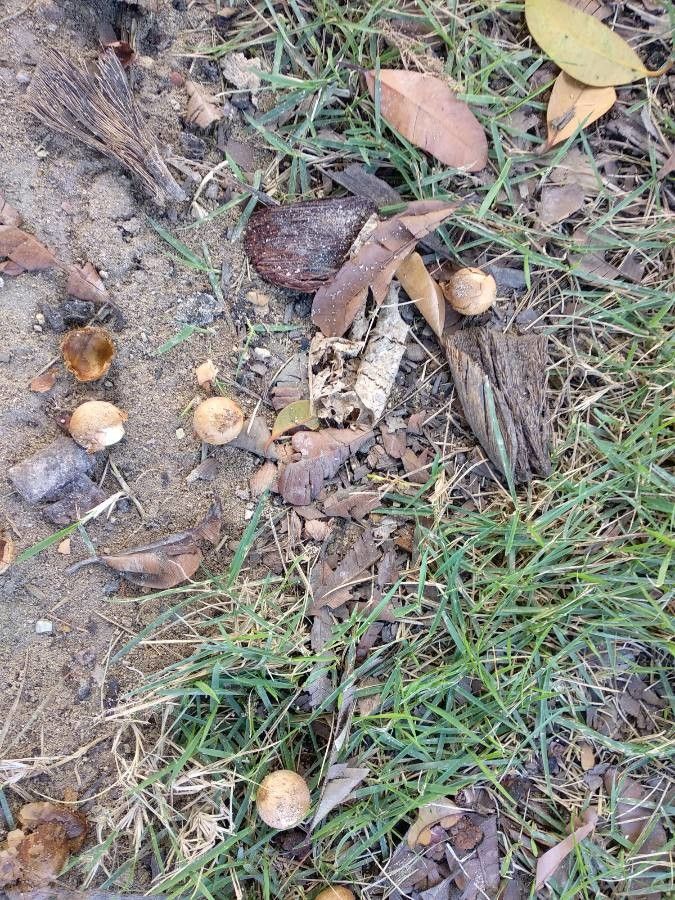 Calophyllum calaba fruit