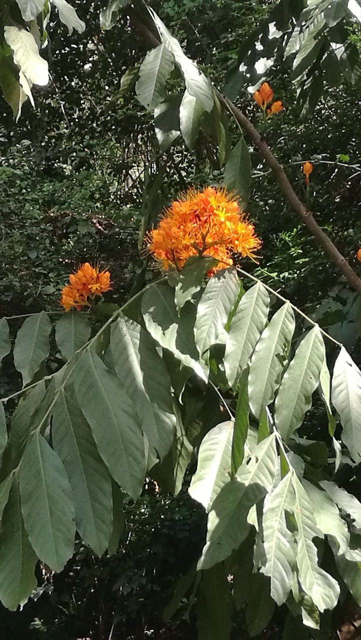 Saraca dives — search result for 'Laos'