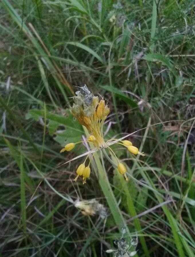 Allium flavum flower